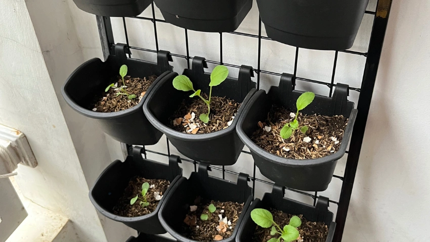 Use Vertical Gardening to Save Space