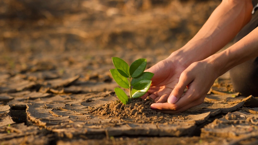 Understand Your Garden’s Climate